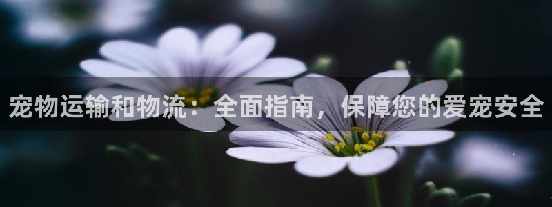 28圈注册网站链接怎么弄：宠物运输和